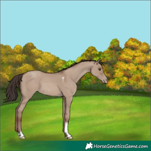 Horse Color:Classic Champagne Dun Tobiano 