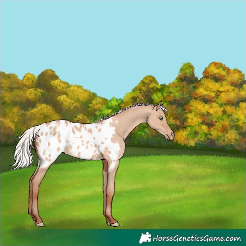 Horse Color:Silver Sable Champagne Dun Appaloosa 