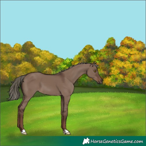 Horse Color:Liver Red Dun Mushroom 