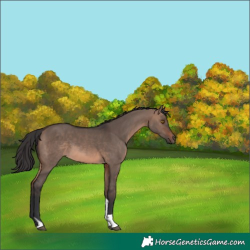 Horse Color:Brown Dun Mushroom Tobiano 