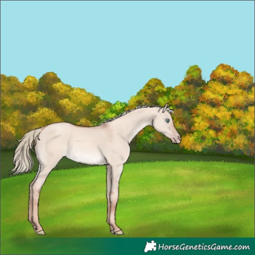 Horse Color:Gold Champagne Dun Mushroom 
