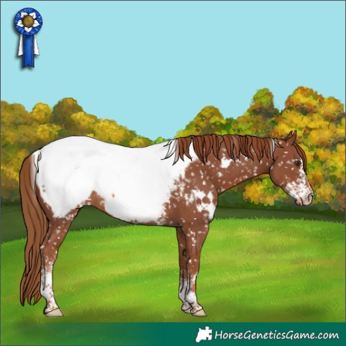 Horse Color:White Spotted Chestnut Sabino Appaloosa 