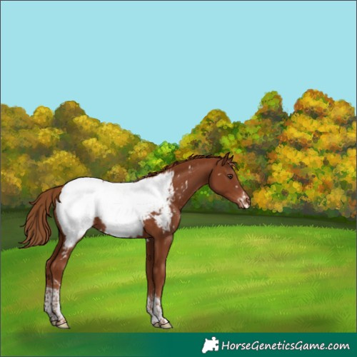 Horse Color:White Spotted Chestnut Tobiano Appaloosa 