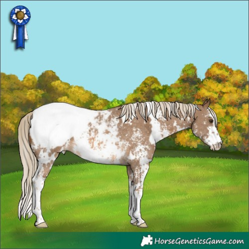 Horse Color:White Spotted Chocolate Palomino Sabino Appaloosa 