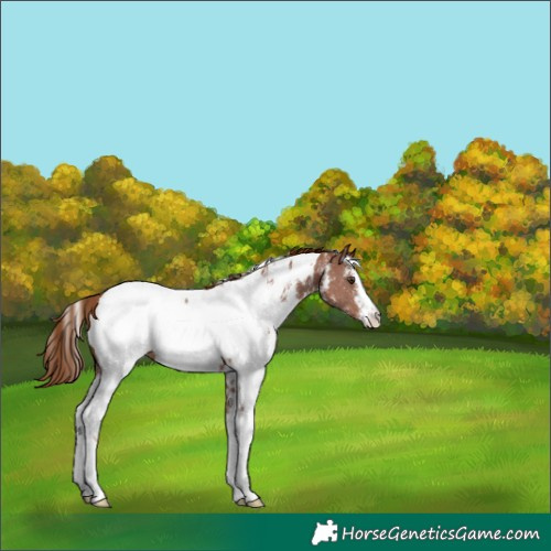 Horse Color:White Spotted Chestnut Sabino Appaloosa 