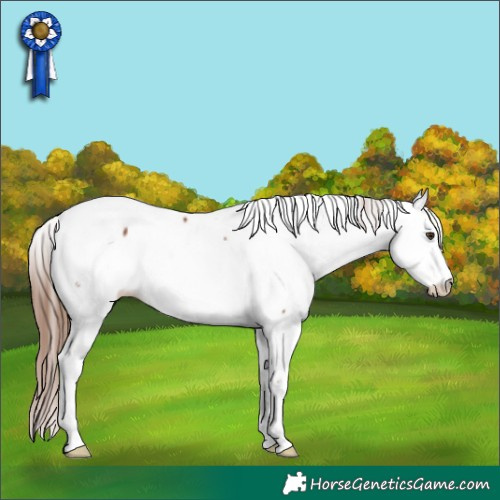 Horse Color:White Spotted Chestnut Sabino Splash Appaloosa 