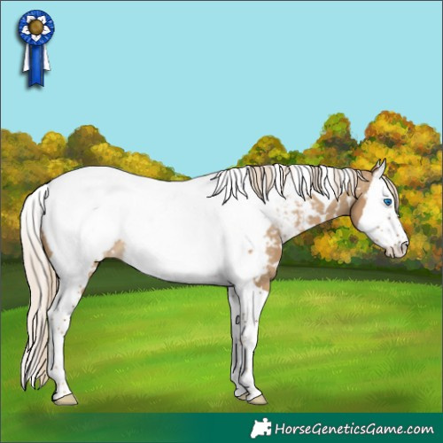 Horse Color:White Spotted Chocolate Palomino Dun Splash Tobiano Appaloosa 
