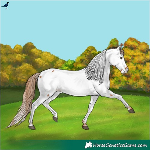 Horse Color:Chestnut Fewspot 