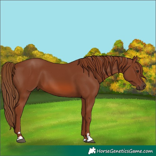 Horse Color:Chestnut 