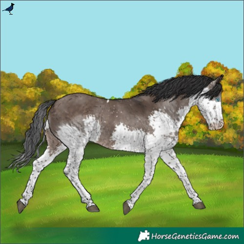 Horse Color:Brown Dun Splash Tobiano Rabicano 