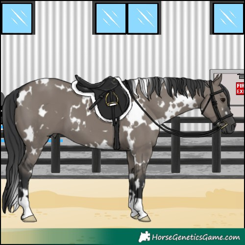Horse Color:White Spotted Grullo