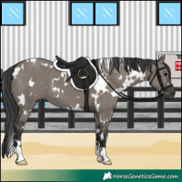 Horse Color:White Spotted Grullo 