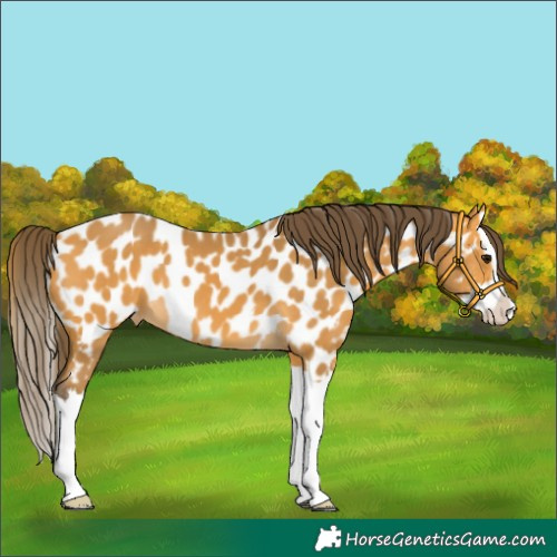 Horse Color:Buckskin Splash Appaloosa