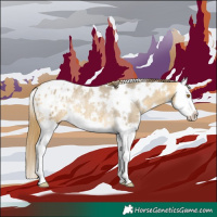 Horse Color:White Spotted Buckskin Dun Splash Blanket Rabicano