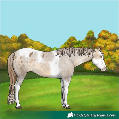 Horse Color:Buckskin Dun Sabino Splash Tobiano Varnish Rabicano