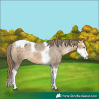 Horse Color:Buckskin Dun Sabino Splash Tobiano Appaloosa Rabicano