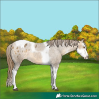 Horse Color:Buckskin Dun Sabino Splash Tobiano Appaloosa Rabicano