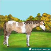 Horse Color:Buckskin Dun Sabino Splash Tobiano Appaloosa Rabicano 