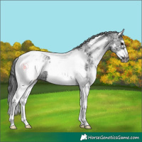 Horse Color:White Spotted Black Splash Tobiano Frame Appaloosa