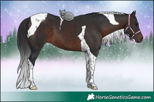 Horse Color:Brown Tobiano