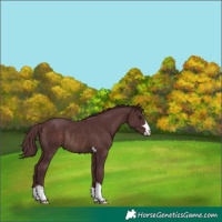 Horse Color:Chocolate Brown Rabicano 