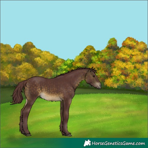 Horse Color:Chocolate Buckskin 