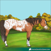 Horse Color:Unknown 