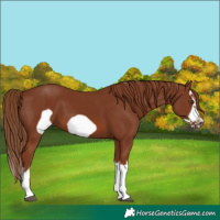 Horse Color:Unknown 