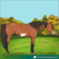 Horse Color:Unknown 