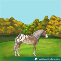 Horse Color:Chocolate Palomino Appaloosa 