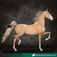 Horse Color:Gold Champagne Splash 