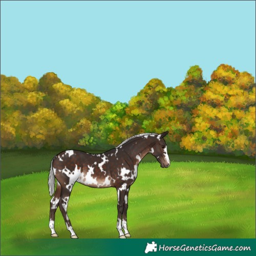 Horse Color:White Spotted Silver Brown 