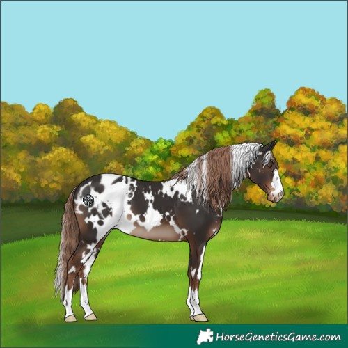 Horse Color:White Spotted Liver Chestnut Blanket 