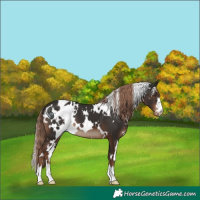 Horse Color:White Spotted Liver Chestnut Appaloosa
