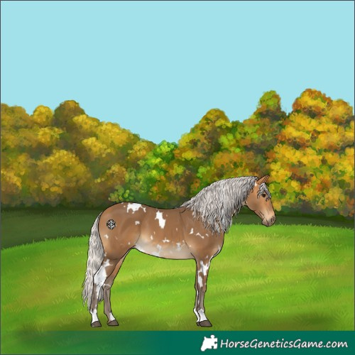 Horse Color:White Spotted Silver Buckskin 
