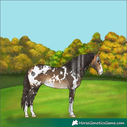 Horse Color:White Spotted Buckskin 