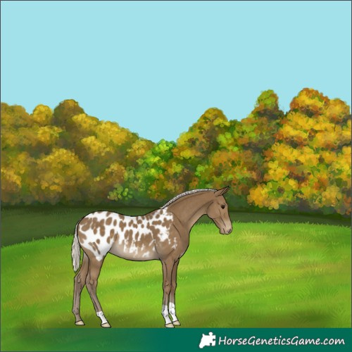 Horse Color:Silver Smoky Black Appaloosa 