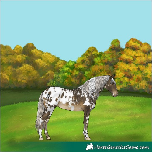 Horse Color:White Spotted Silver Buckskin Appaloosa 