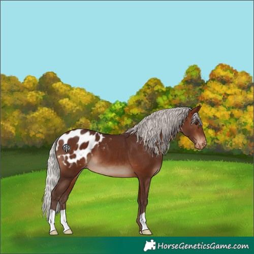 Horse Color:Silver Brown Blanket 