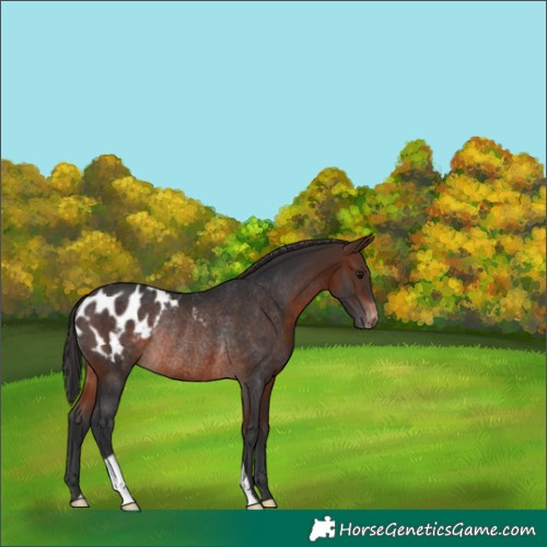 Horse Color:Brown Appaloosa Rabicano 