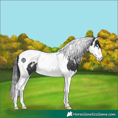 Horse Color:Black Splash Tobiano Blanket 