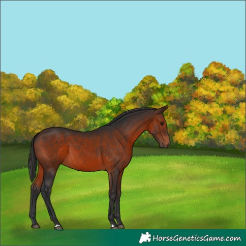 Horse Color:Brown 