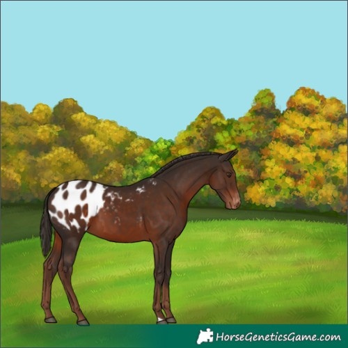 Horse Color:Liver Chestnut Appaloosa 