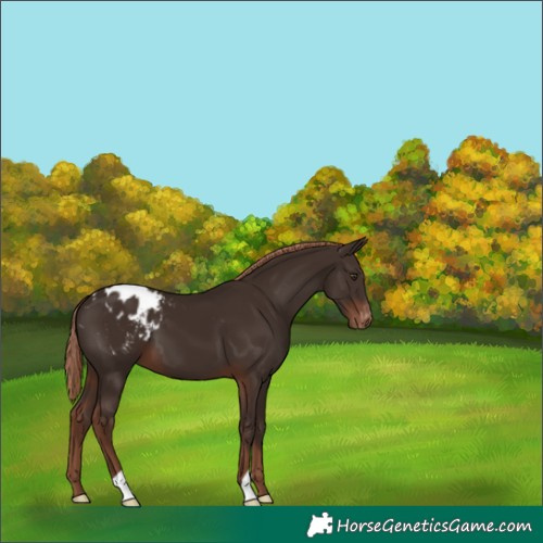 Horse Color:Liver Chestnut Appaloosa 