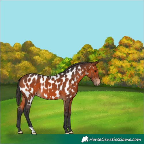 Horse Color:Bay Near Leopard 