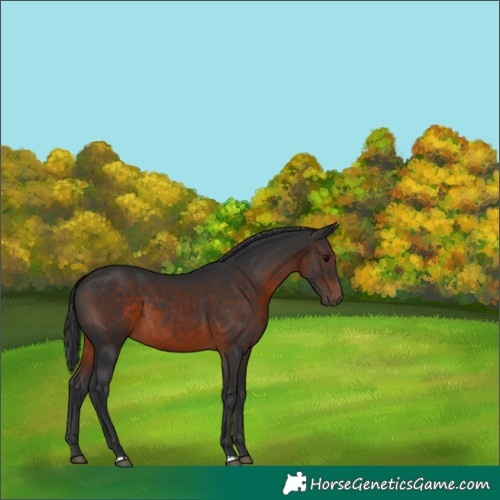 Horse Color:Brown 