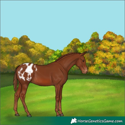 Horse Color:Chestnut Blanket 