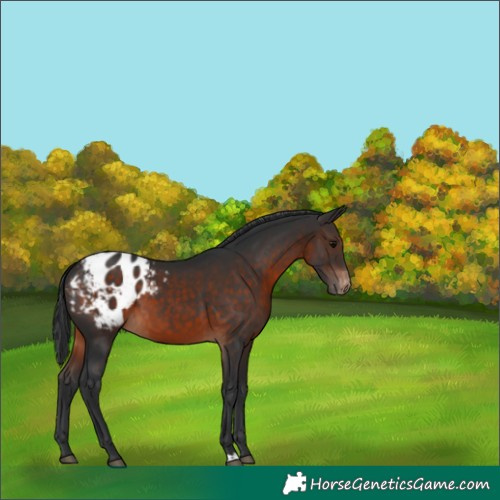 Horse Color:Brown Appaloosa 