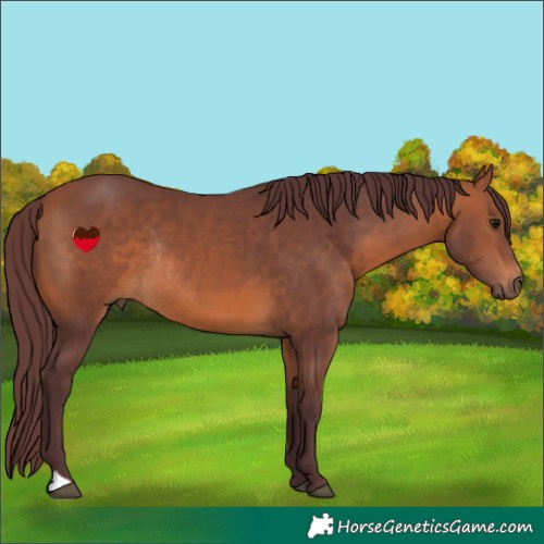 Horse Color:Chocolate Bay Rabicano 