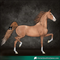 Horse Color:Gold Champagne Splash 